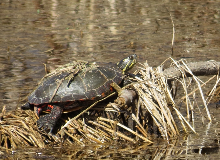 Midland Painted Turtle